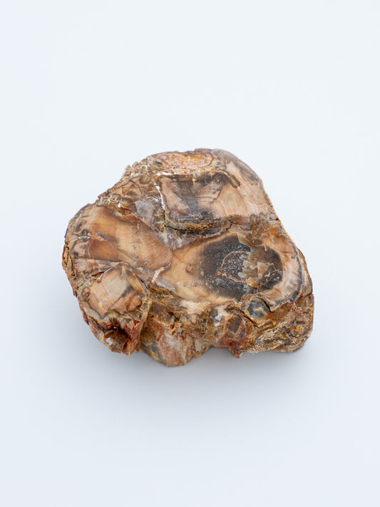 Suakmenėjęs medis (raw / uoliena) | gilus stabilumas, ištvermė, įsižeminimas