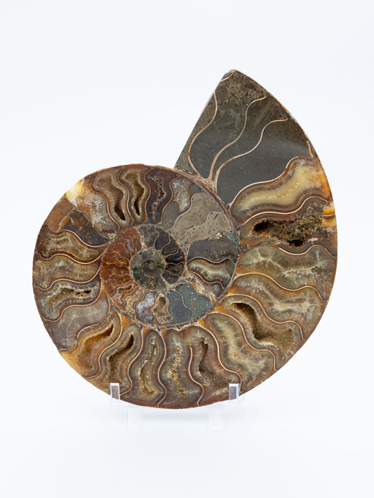 Amonitas | Laiko tėkmės, gyvybės ciklų ir vidinės evoliucijos simbolis