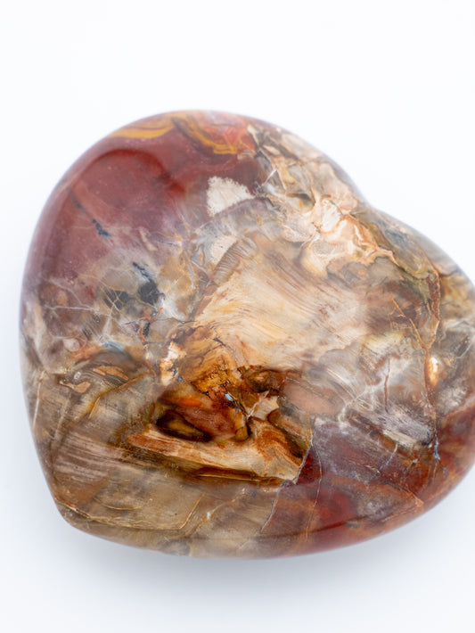 Suakmenėjęs medis (širdelė) | laiko atminties ir gyvybės tęstinumo akmuo