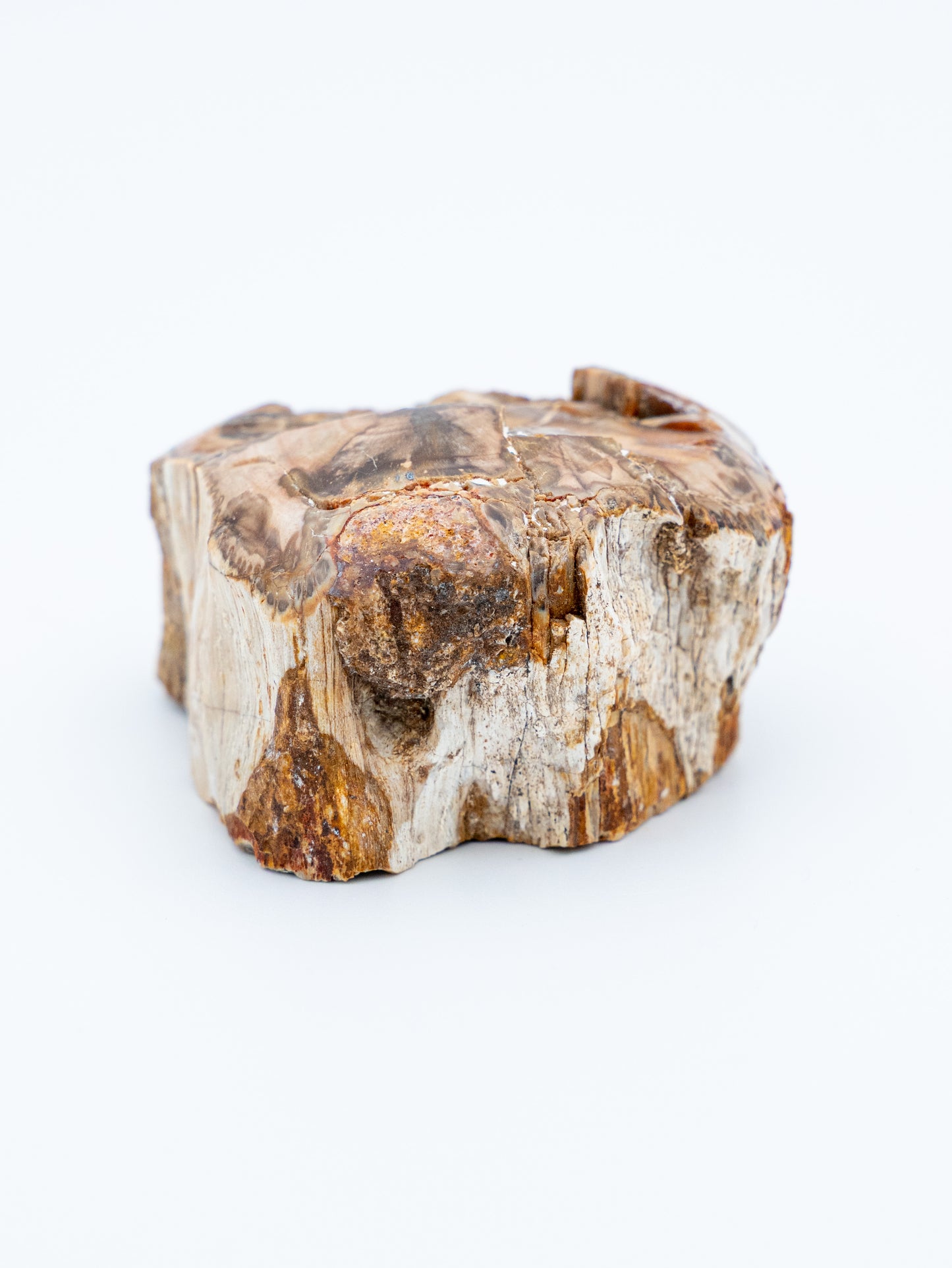 Suakmenėjęs medis (raw / uoliena) | gilus stabilumas, ištvermė, įsižeminimas