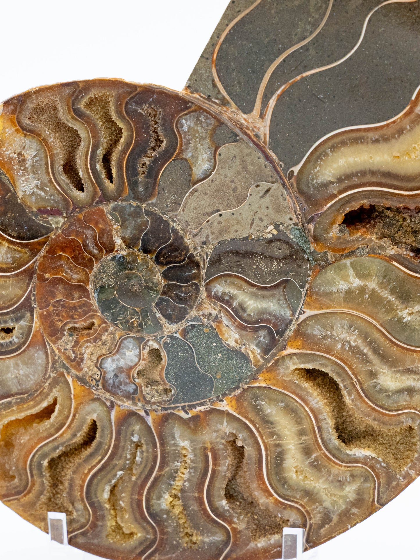 Amonitas | Laiko tėkmės, gyvybės ciklų ir vidinės evoliucijos simbolis