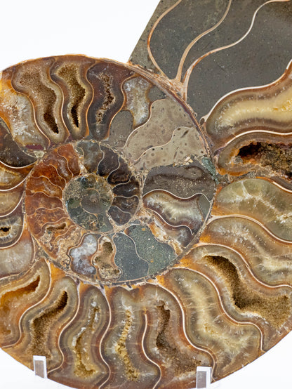 Amonitas | Laiko tėkmės, gyvybės ciklų ir vidinės evoliucijos simbolis