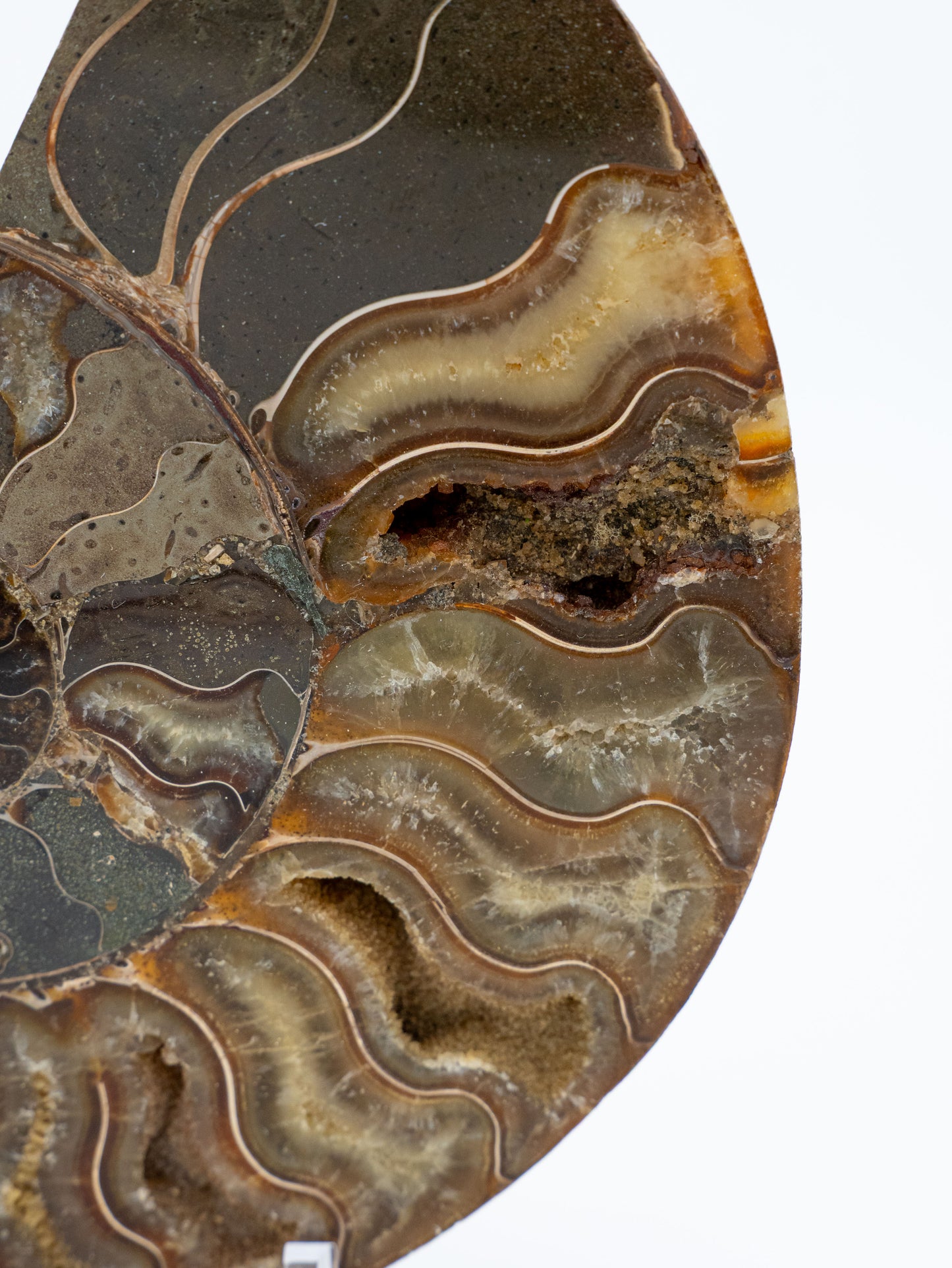 Amonitas | Laiko tėkmės, gyvybės ciklų ir vidinės evoliucijos simbolis