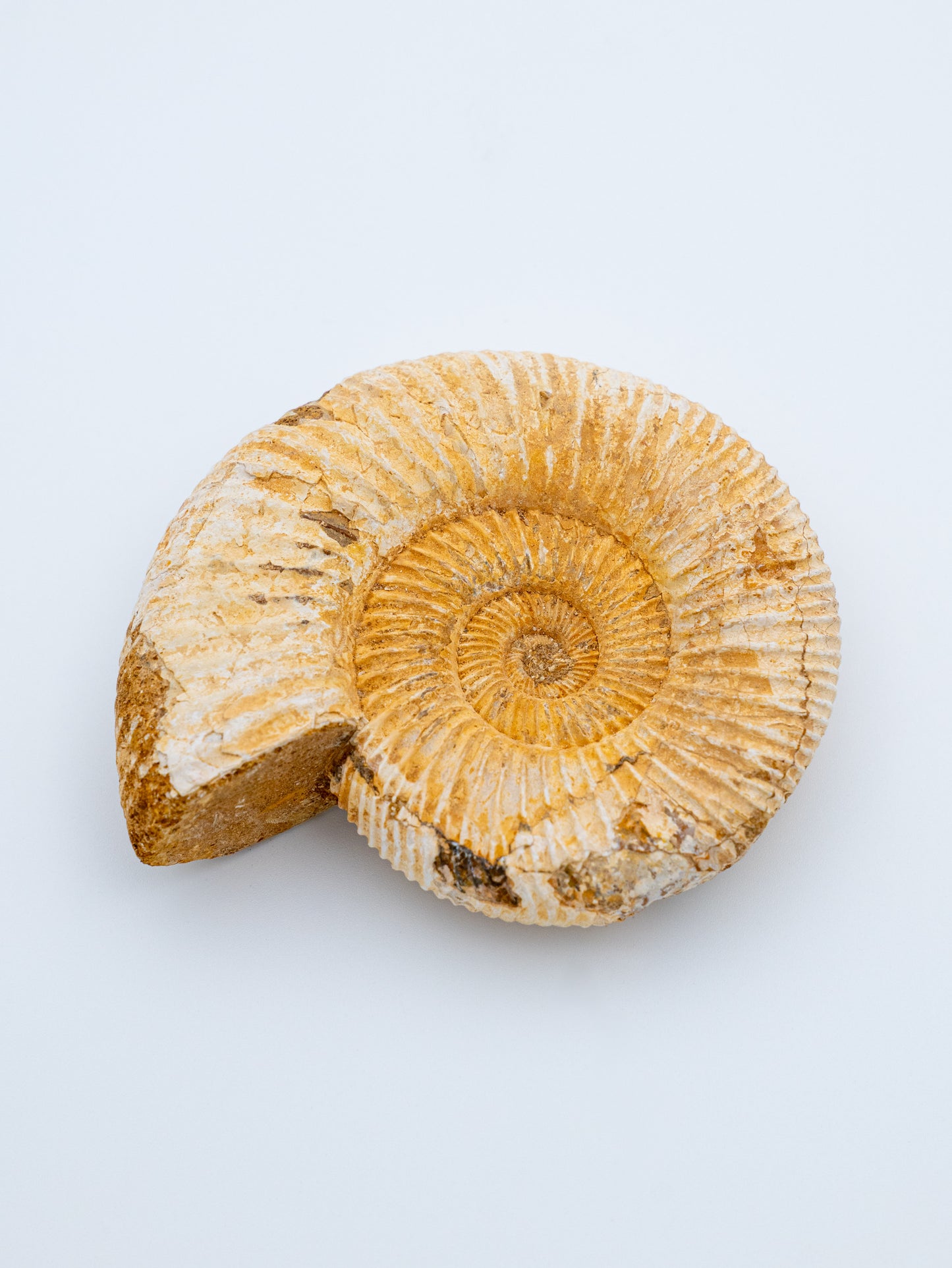 Amonitas (šviesus) | Senovės spiralės išminrtis ir laiko šventovė