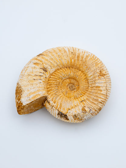 Amonitas (šviesus) | Senovės spiralės išminrtis ir laiko šventovė