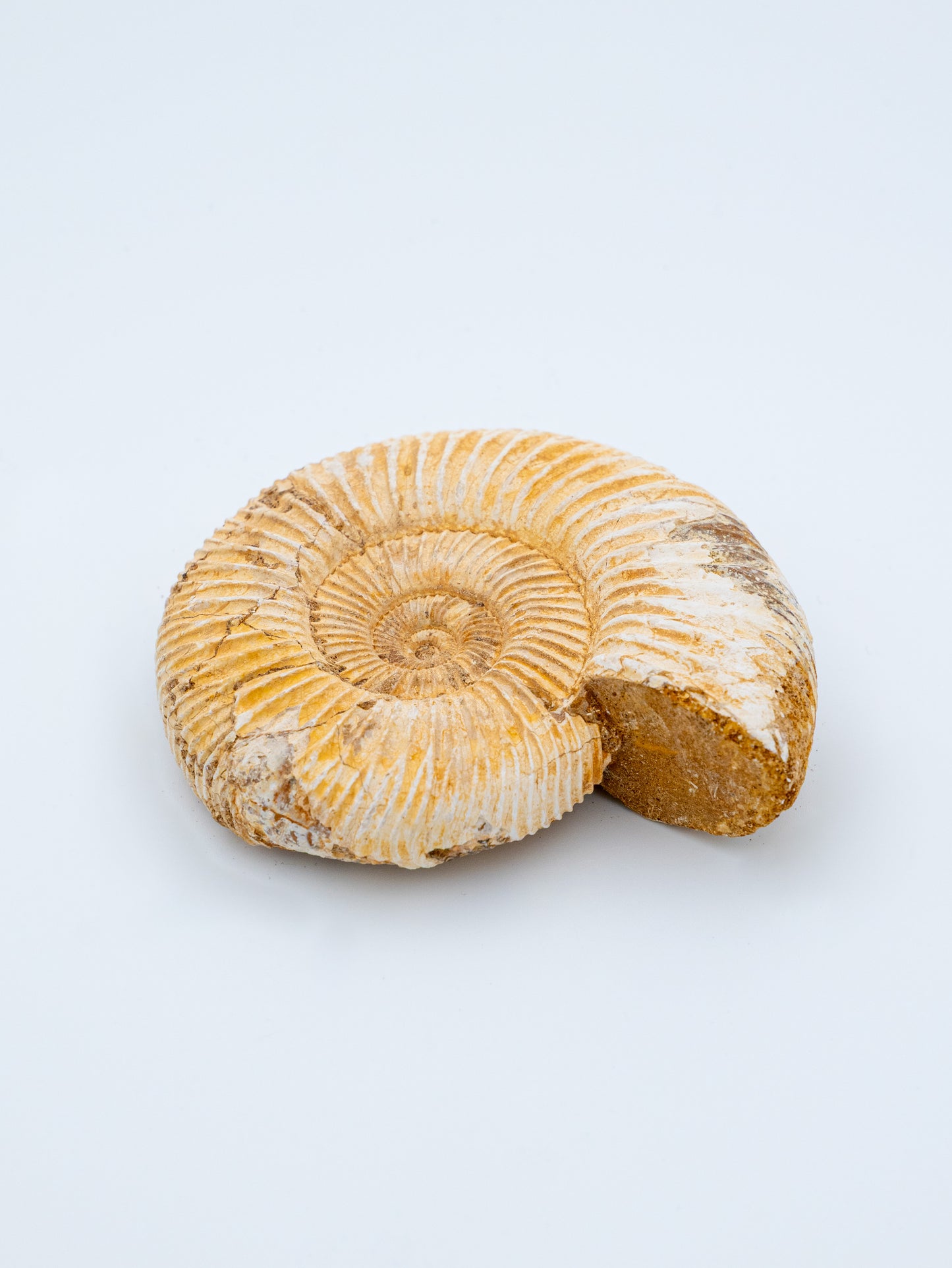 Amonitas (šviesus) | Senovės spiralės išminrtis ir laiko šventovė