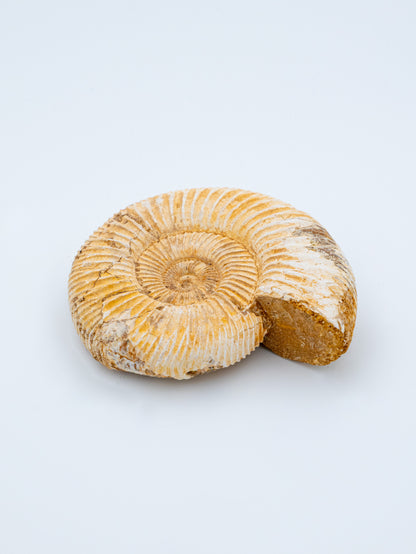 Amonitas (šviesus) | Senovės spiralės išminrtis ir laiko šventovė