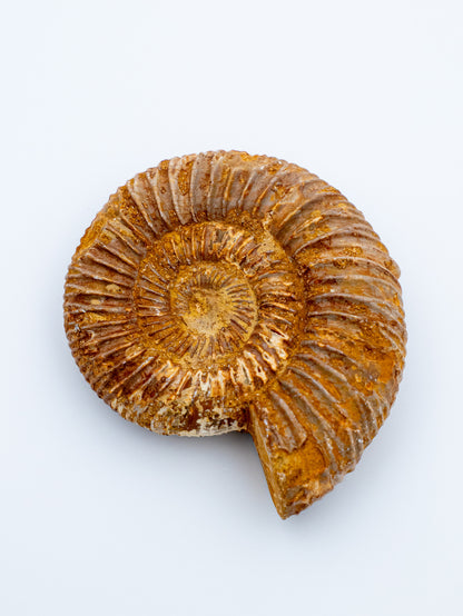 Amonitas | Senovės spiralės išminrtis ir laiko šventovė