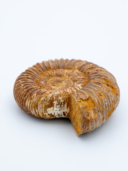 Amonitas | Senovės spiralės išminrtis ir laiko šventovė