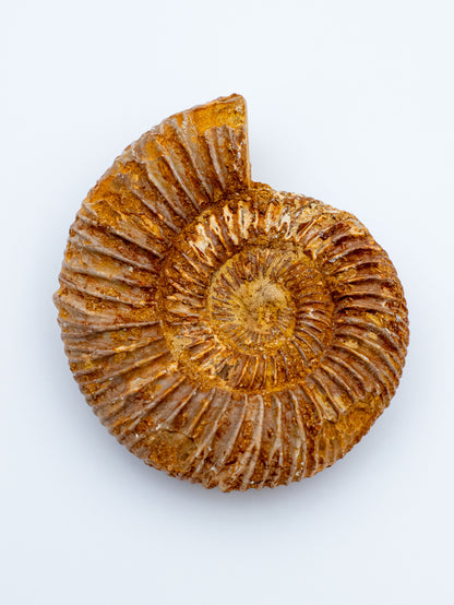 Amonitas | Senovės spiralės išminrtis ir laiko šventovė